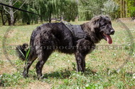 Pettorina in nylon per Cane da pastore del Caucaso Pettorina in nylon per Cane da pastore del Caucaso